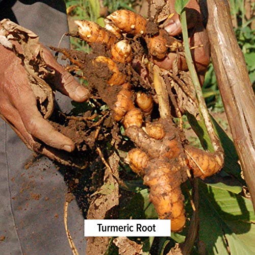 Banyan Botanicals Turmeric Powder - Usda Organic, 1/2 Lb - Curcu