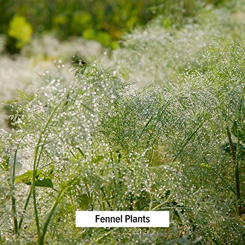 Banyan Botanicals Whole Fennel Seed - Usda Organic, 1/2 Lb - Foe