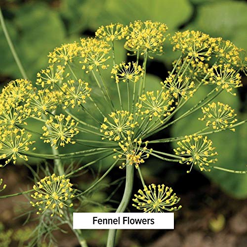 Banyan Botanicals Whole Fennel Seed - Usda Organic, 1/2 Lb - Foe