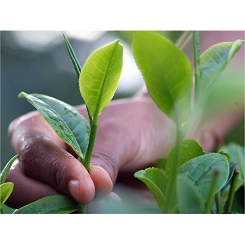 Basilur Tea Book Loose Leaf Tin Caddy Vol Iii, 100 Gram