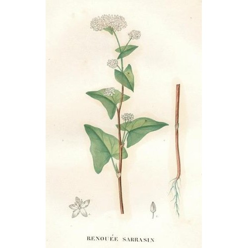 Bean Products Buckwheat Hull Filling - 1 Lb