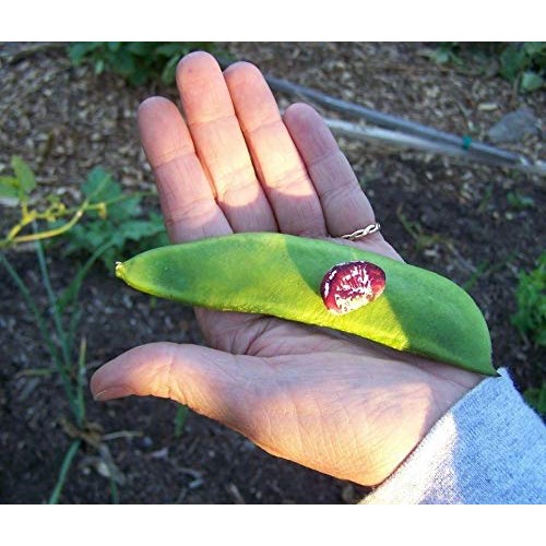 Giant Calico Lima Bean Seeds!- A Heavy Bearing, Long Season Clim