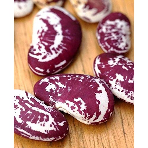 Giant Calico Lima Bean Seeds!- A Heavy Bearing, Long Season Clim