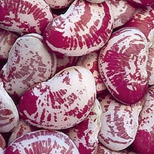 Giant Calico Lima Bean Seeds!- A Heavy Bearing, Long Season Clim