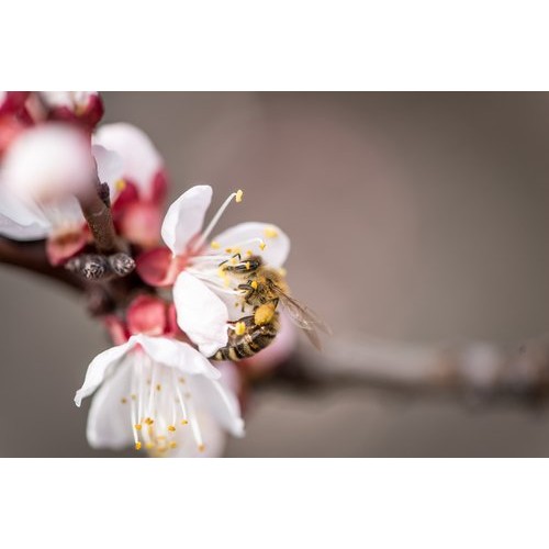 Raw, Active And Genuine Manuka Drinking Honey, Made 100% By New