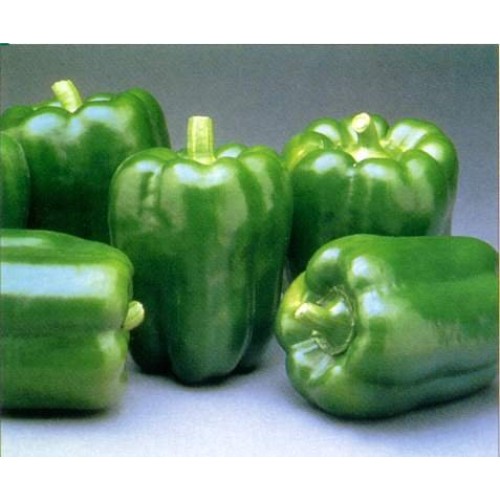 Green Bell Peppers Fresh Fruit Produce Vegetables By The Pound