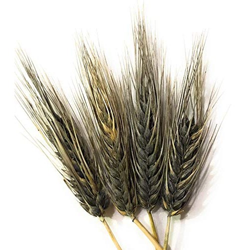 Organic Black Nile Barley - 3Lbs Pack Of 1