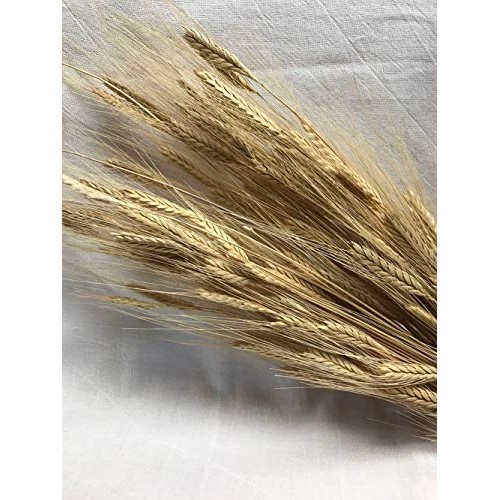 Organic Einkorn Wheat Berries - 25Lbs Organic Einkorn Wheat Berries - 25Lbs