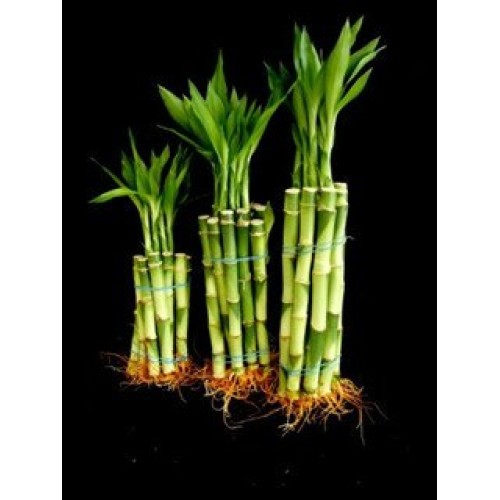 Betterdecor- 30 Stalks Of Straight Lucky Bamboo 4X10 Pcs+6X10