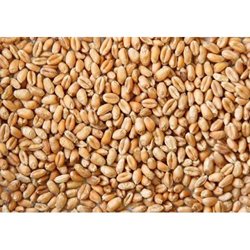 1 Lb Of Organic Wheat Berries Usda Certified Organic, Non-Gmo, P