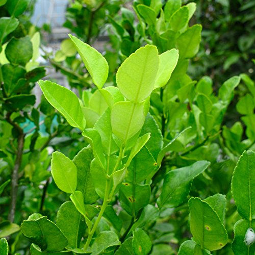 2 Oz. Fresh Organic Kaffir Lime Leaves Thai Lime Leaves | Fr