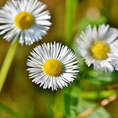 Bio-Strath Bio-Strath, Liquid 8.4 Fl Oz Pack Of 4