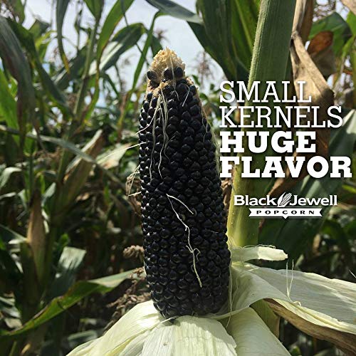 Black Jewell Sea Salt And Cracked Pepper Hulless Heirloom Popped