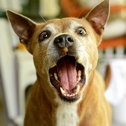 Blue Ridge Naturals - Sweet Tater Fries, 1 Lb. 2 Pack