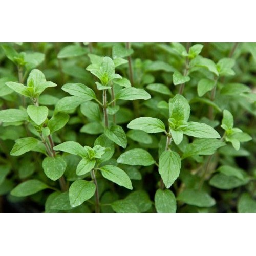 Italian Oregano 300 - 128,000 Seeds Origanum Vulgare Bulk Wholes...