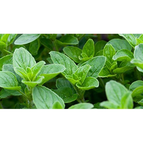 Italian Oregano 300 - 128,000 Seeds Origanum Vulgare Bulk Wholes...