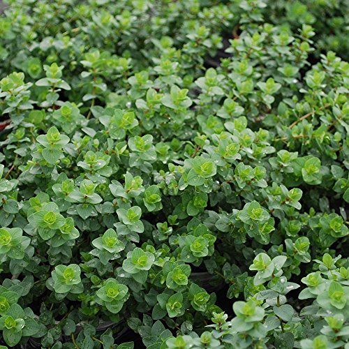 Italian Oregano 300 - 128,000 Seeds Origanum Vulgare Bulk Wholes...