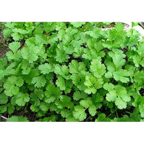 Bodi : Cilantro Leaf - 100% Pure Organic Powder 4 8 16 32 Oz C