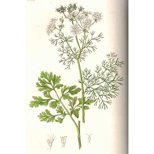 Bodi : Cilantro Leaf - 100% Pure Organic Powder 4 8 16 32 Oz C