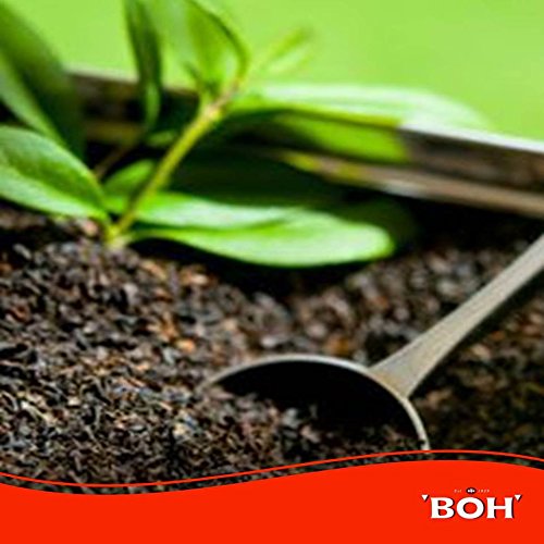 Boh Malaysia Ice Cold Refreshing Instant Tea Mix/Orchard Splash