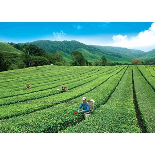 Boh Malaysia Ice Cold Refreshing Instant Tea Mix/Orchard Splash