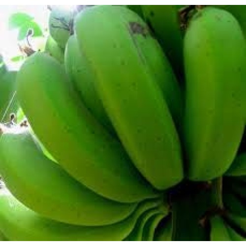 First Lights Original Fresh Green Organic Premium Grade A Matoo