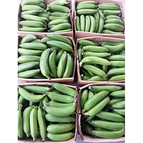 First Lights Original Fresh Green Organic Premium Grade A Matoo