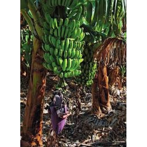 First Lights Original Fresh Green Organic Premium Grade A Matoo