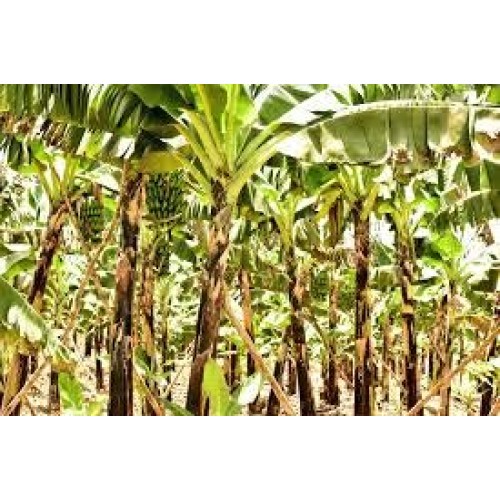 First Lights Original Fresh Green Organic Premium Grade A Matoo