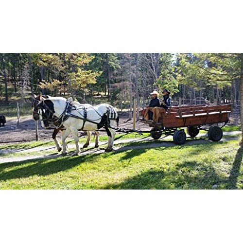 Montana Chokecherry Jelly Dessert Breakfast - Essentials 9 Oz Fr