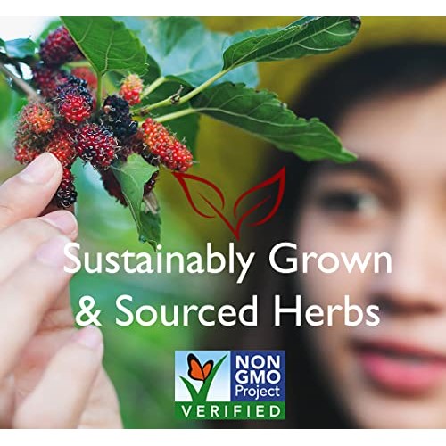 Bravo Tea Absolute White Mulberry Leaf Herbal Tea Caffeine Free,...