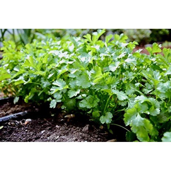 Coriander Seeds Cilantro Chinese Parsley up to 500 Seeds