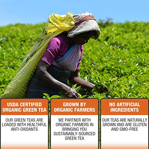 Brew La La Organic Green Tea - Ginger Mango Flavor - 50 Tea Bag