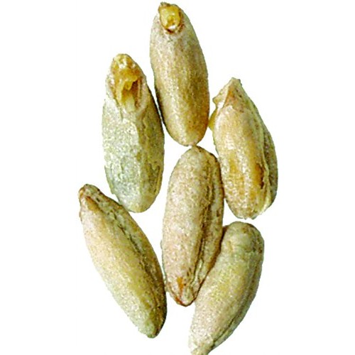 Brewmaster-Gr455E Malt - Rye - 5 Lb