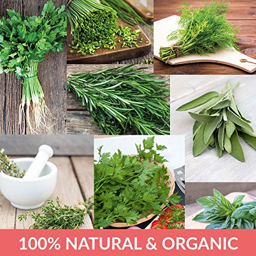 BUZZY Organic Non-GMO Herb Seed Packs, 8-Pack for Indoor, Outdoo...