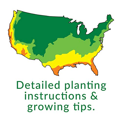 BUZZY Organic Non-GMO Herb Seed Packs, 8-Pack for Indoor, Outdoo...