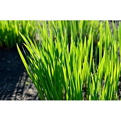 Non-Gmo Hard Red Winter Wheat Berries | 100% Organic | The Best