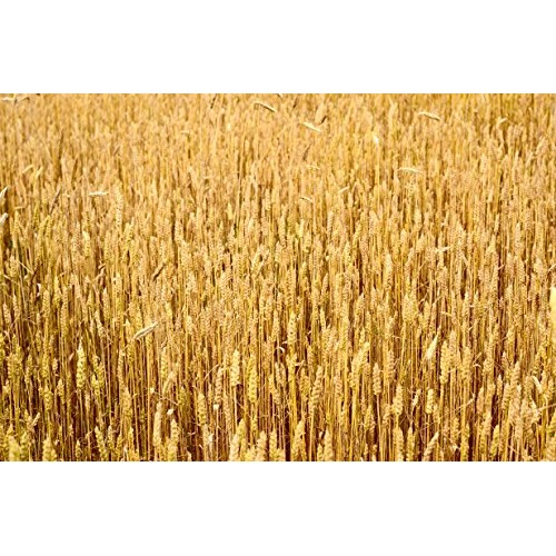 Non-Gmo Organic Cracked Wheat | 100% Organic | Hard Red Winter W