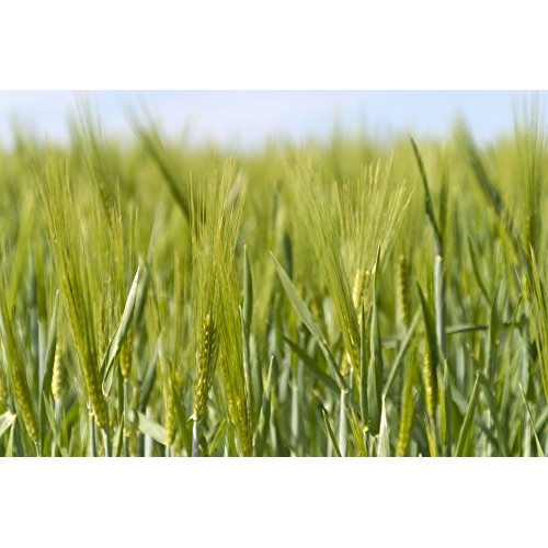 Non-Gmo Organic Hulled Barley | 100% Organic | The World’S Fines