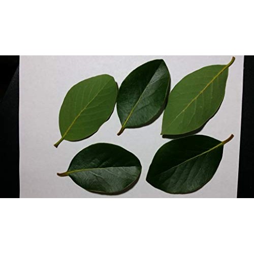 Fresh Cut Bay Leaves / Laurel Leaf