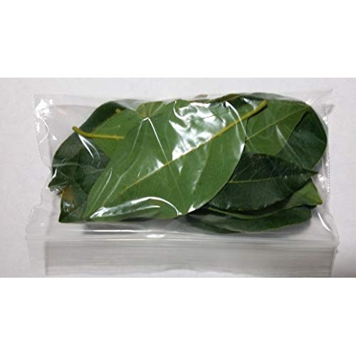 Fresh Cut Bay Leaves / Laurel Leaf