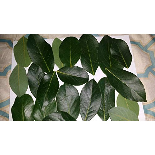 Fresh Cut Bay Leaves / Laurel Leaf