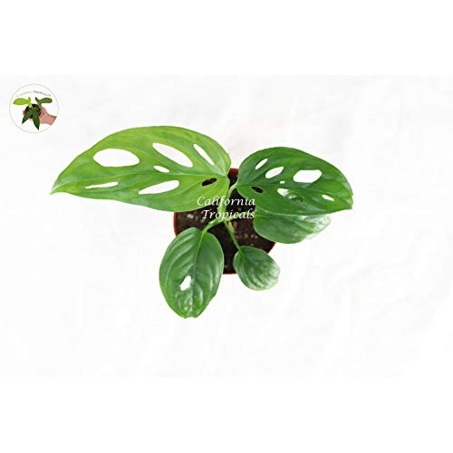 Monstera Adansonii Swiss Cheese - 2 From California Tropicals