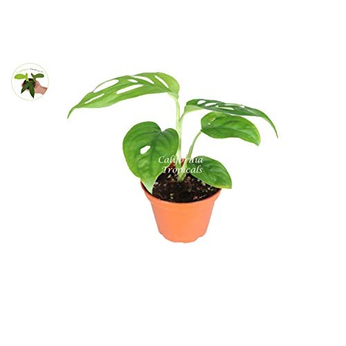Monstera Adansonii Swiss Cheese - 2 From California Tropicals