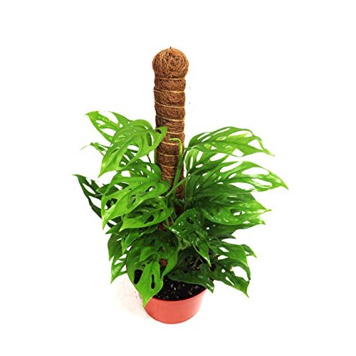 Monstera Adansonii Swiss Cheese Plant- 6 From California Tropicals