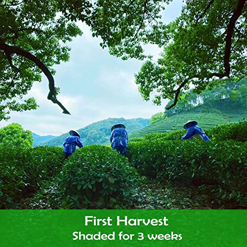 CAMEL Certified Organic Matcha Green Tea Powder Matcha Premium C...