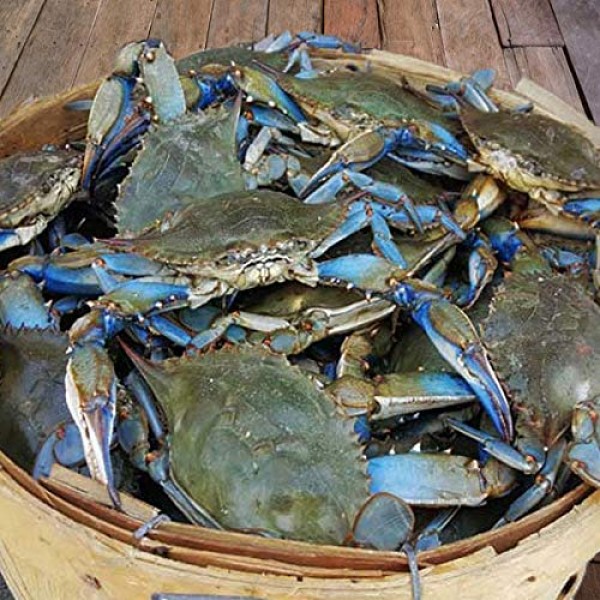 Camerons Seafood Large Maryland Blue Crabs Males Jimmys Steamed...