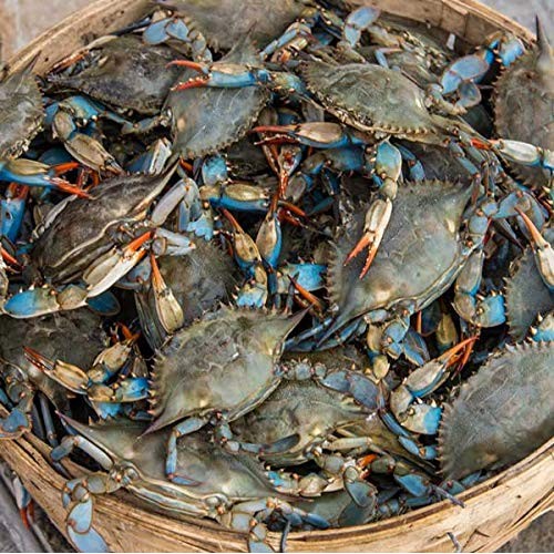 Maryland Blue Crabs Females Sook Steamed Bushel