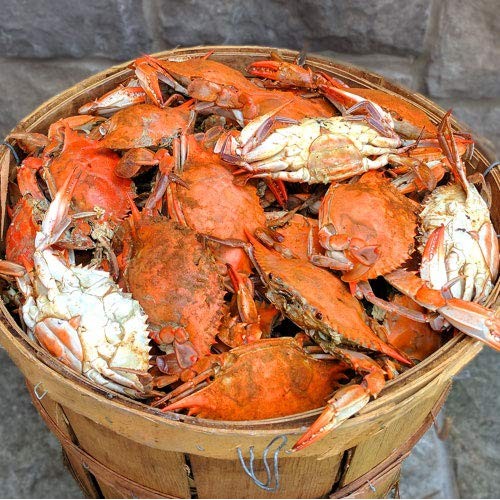 Maryland Blue Crabs Females Sook Steamed Bushel