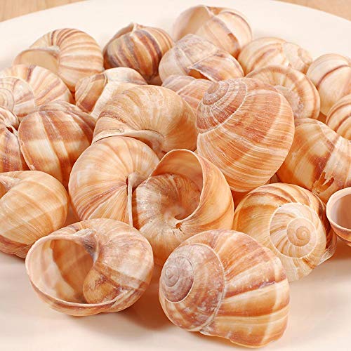 Cavair Line Escargot Snails Empty Giant Shells - 24 Pcs - Extra